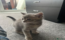 Domestic Shorthair cats for sale: Grey Tabby Kitten - Image 6