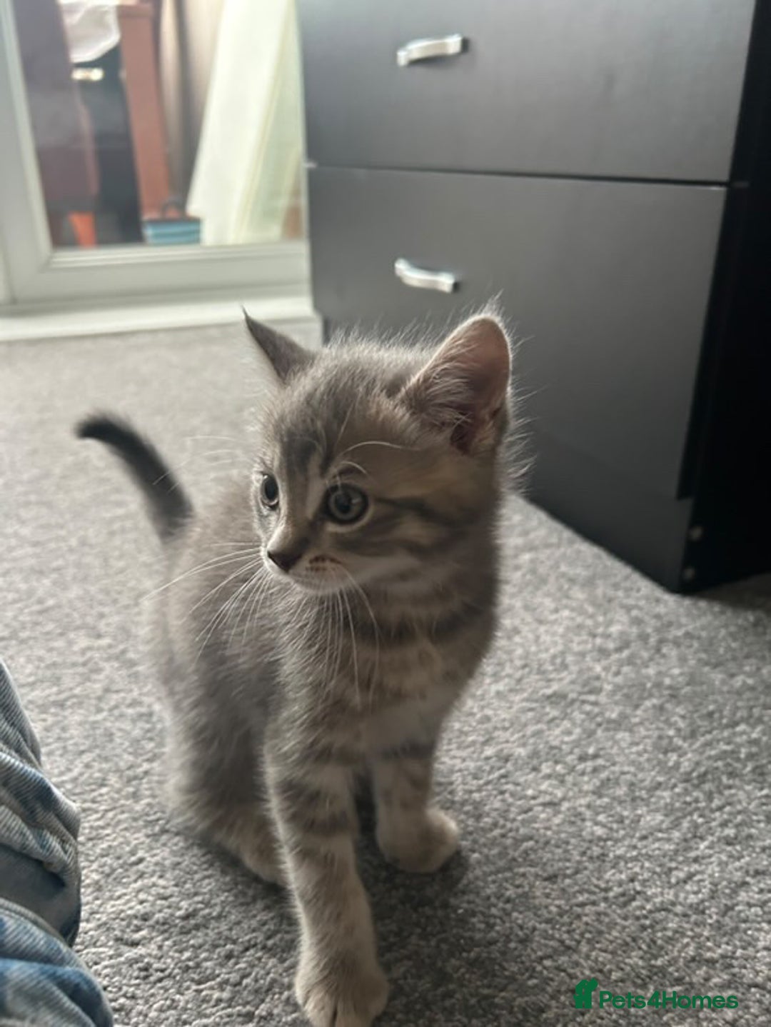 Domestic Shorthair cats for sale: Grey Tabby Kitten - Image 6