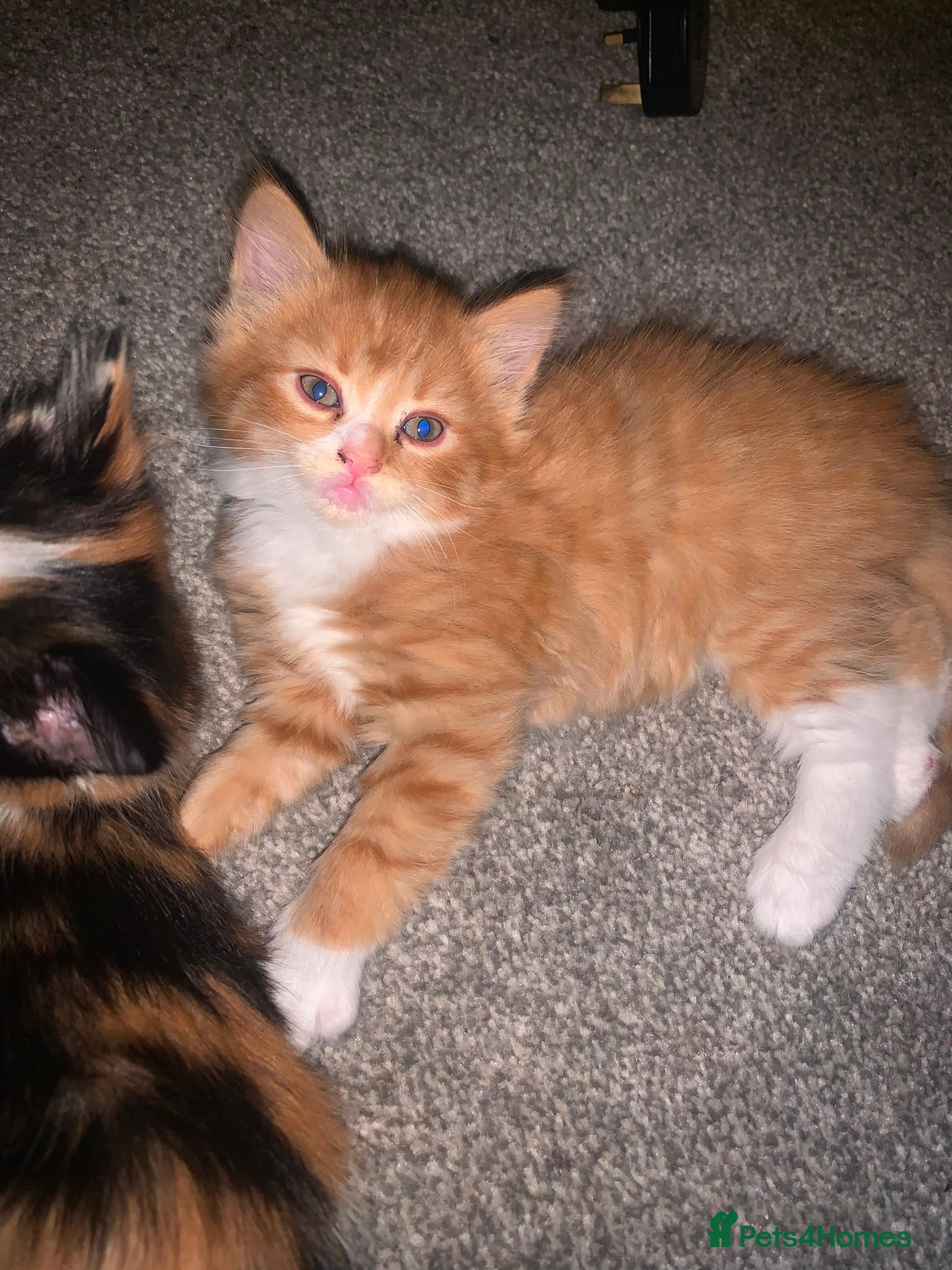 Mixed Breed cats for sale: 4 Beautiful kittens - Advert 5