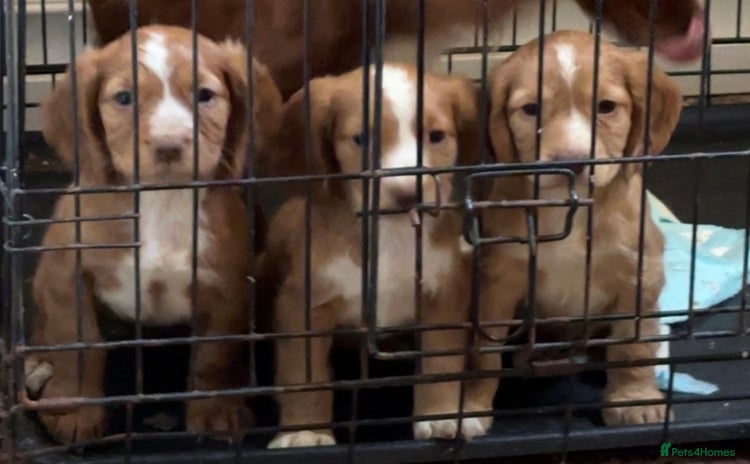 Cocker Spaniel dogs - Advert 2