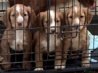 Cocker Spaniel dogs - Advert 27