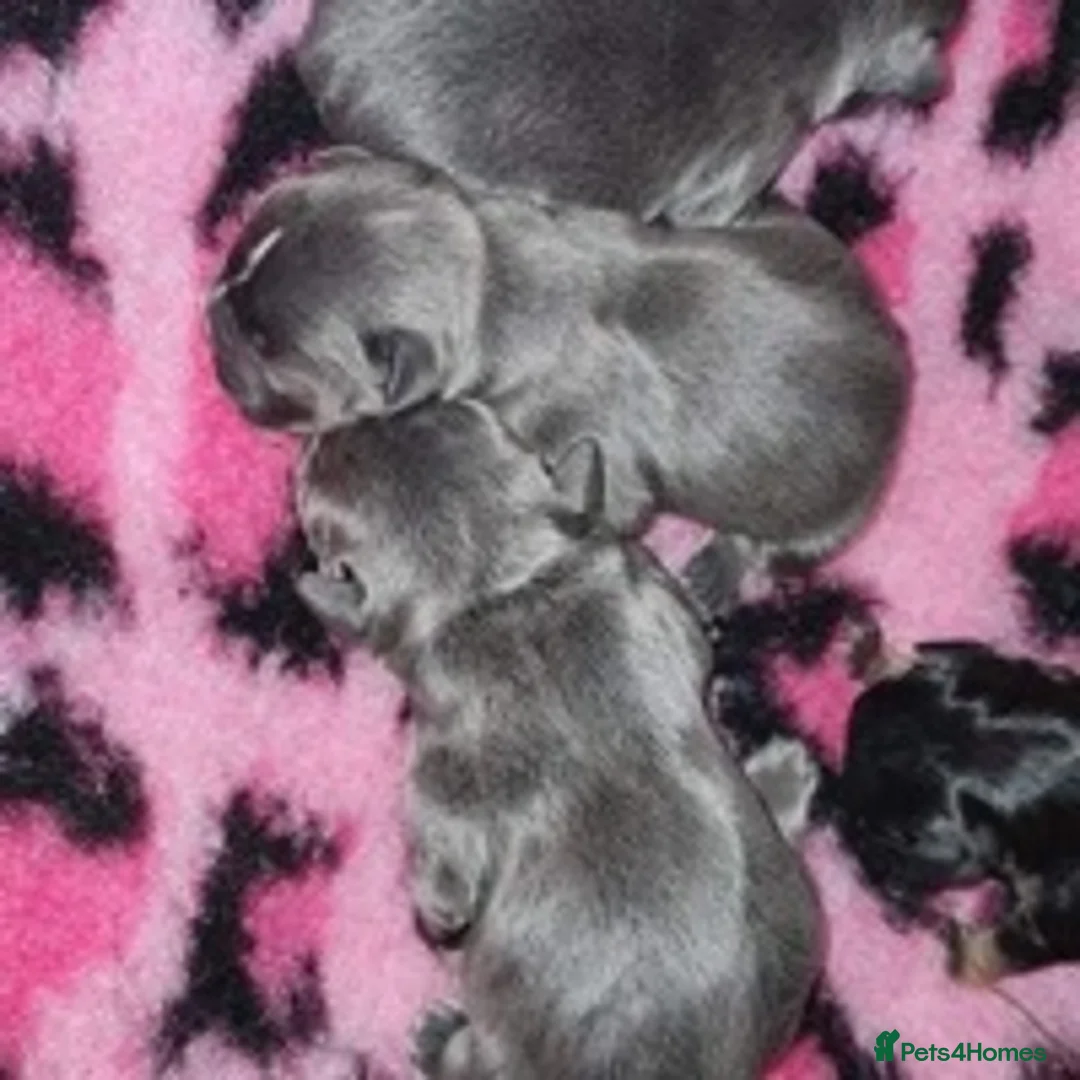 French Bulldog dogs for stud: Bruce blue and tan french bulldog in Sheffield - Advert 3