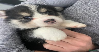 Welsh Corgi Pembroke dogs - Advert 11