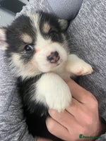 Welsh Corgi Pembroke dogs - Advert 2