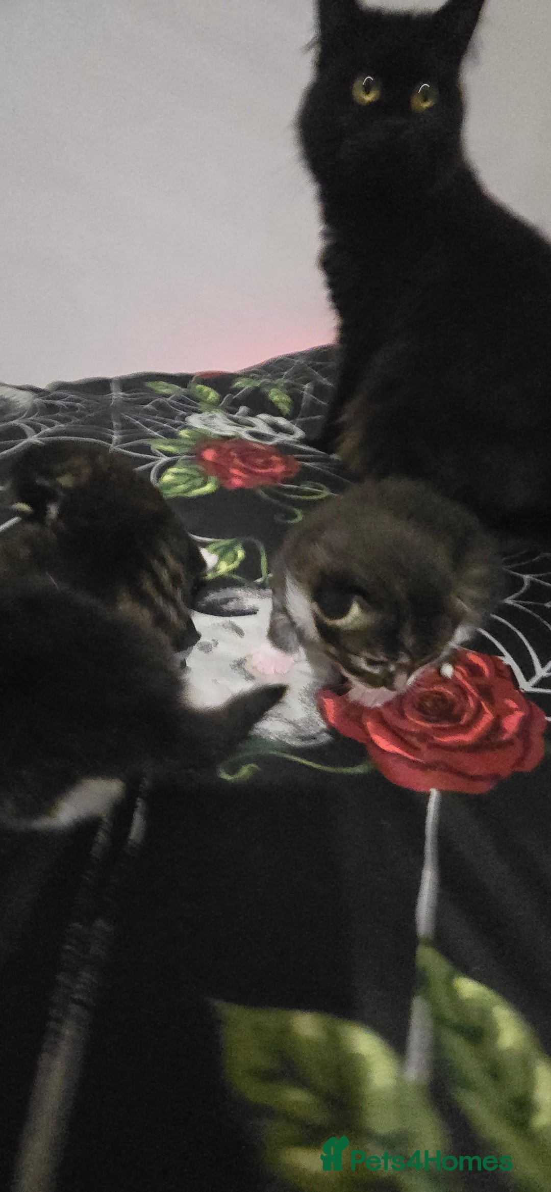 Norwegian Forest Cat cats for sale: Norweigan chubby 3 kittens - Advert 6