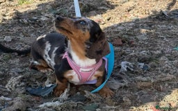 Miniature Dachshund dogs for sale: Beautiful 2 Blue Eyed Dapple Adult Female  - Image 3