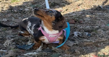 Miniature Dachshund dogs - Advert 5