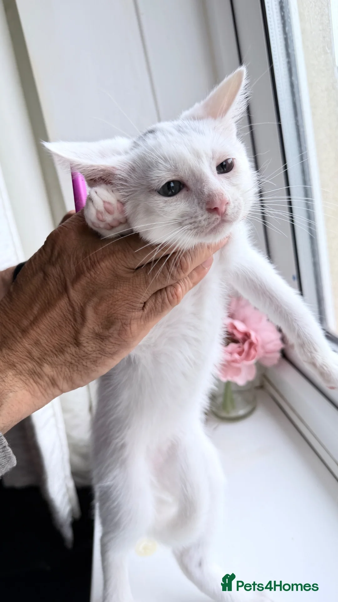Turkish Van cats for sale: Turkish Van Kittens – Ready for Loving Homes - Advert 21