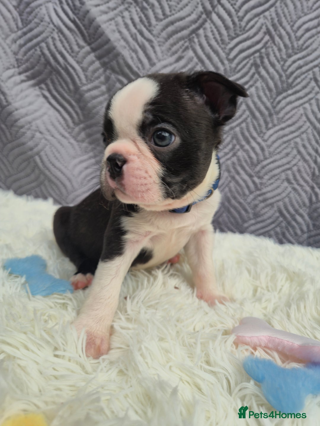 Boston Terrier dogs for sale: Superb litter of boston terriers. - Image 9