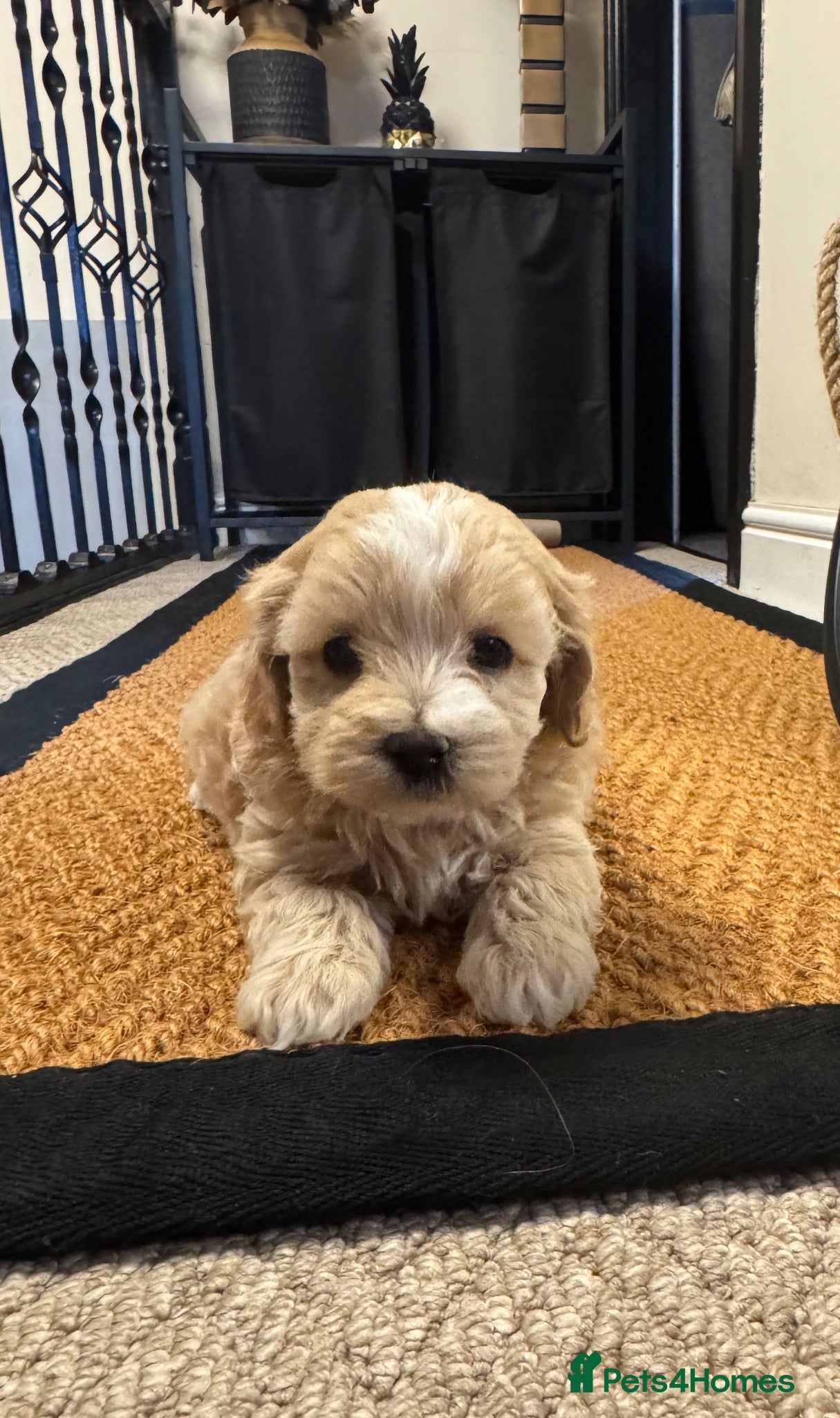 Maltipoo dogs Teddy bear maltipoo puppies  - Advert 2
