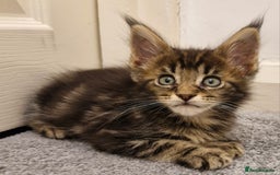 Maine Coon cats for sale: !!!BEAUTIFUL BIG BABIES AVAILABLE!!!  - Image 9