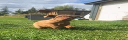 Hungarian Vizsla dogs for sale: KC Reg Hungarian Wirehaired Vizsla Puppies - Advert 8