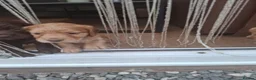 Cocker Spaniel dogs for sale: Cocker Spaniel puppies in Sutton-in-Ashfield - Advert 15