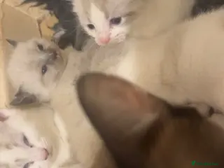 Ragdoll cats Ragdoll kittens - Advert 2