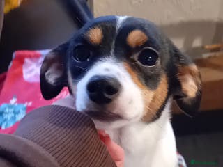 Jack Russell dogs Puppie Jack russell - Advert 2