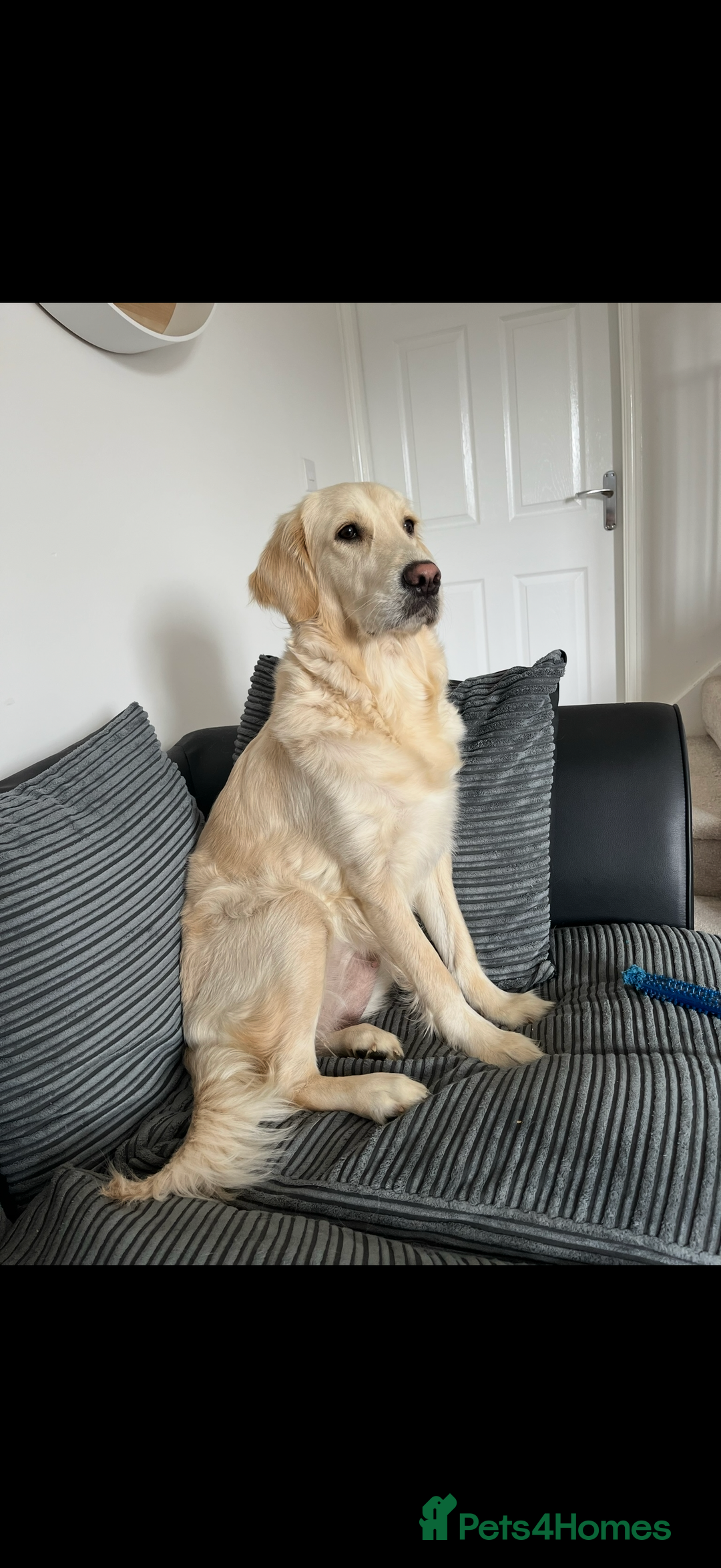 Golden Retriever dogs for sale: 3 year old female golden retriever  - Advert 4