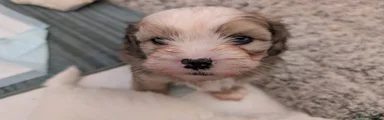 Mixed Breed Puppy 1