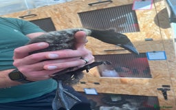 Chickens poultry for sale: Silkies - ducklings - Drakes - Advert 3