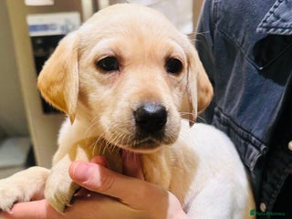 Labrador Retriever dogs Family bred labs - only 4 left! - Advert 4