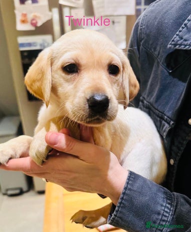 Labrador Retriever dogs Family bred labs - only 4 left! - Advert 1