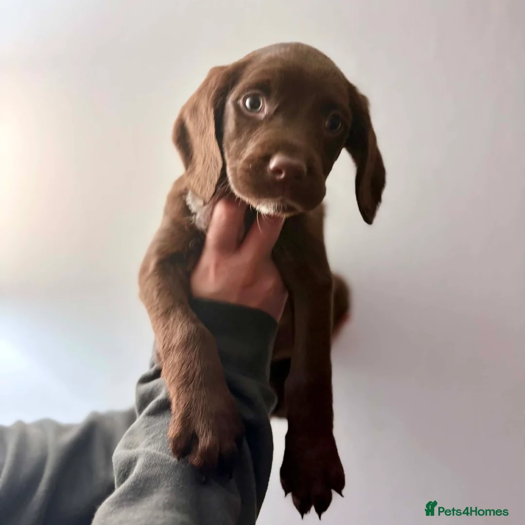 Springador dogs for sale: 🐾 Looking for a Loving Home – Meet Luna 🐾 - Advert 14