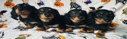 Miniature Dachshund dogs for sale: Ready NOW Stunning KC long haired mini dachshund  - Advert 4