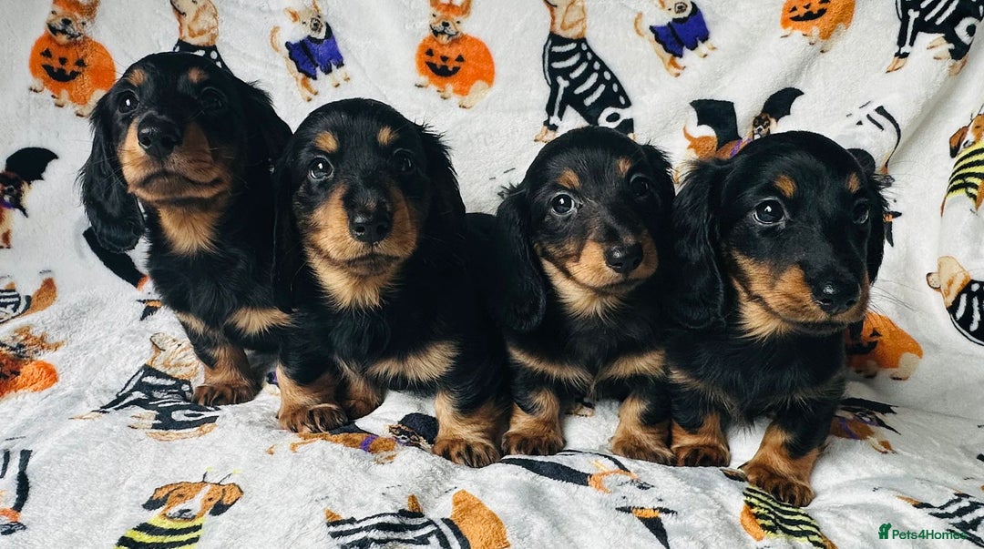 Miniature Dachshund dogs for sale: Ready NOW Stunning KC long haired mini dachshund  - Advert 4