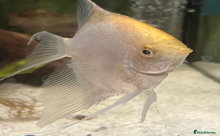 Angelfish fish - Advert 4