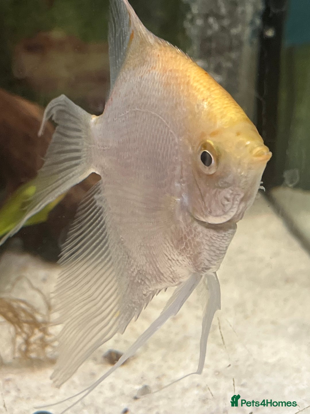 Angelfish fish for sale: Silver longfin pinoy angelfish.  - Image 1