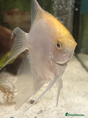 Angelfish fish - Advert 4