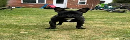 French Bulldog dogs for sale: Dozer  - Advert 3
