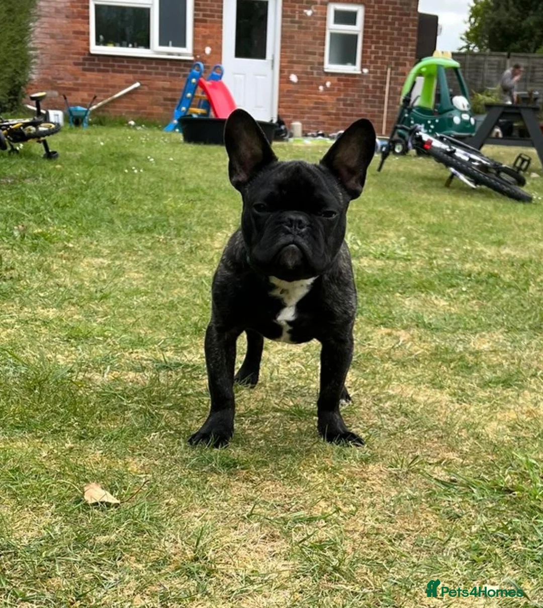 French Bulldog dogs for sale: Dozer  - Advert 3
