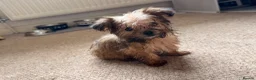 Yorkshire Terrier dogs for sale: Yorkshire terrier  - Advert 3