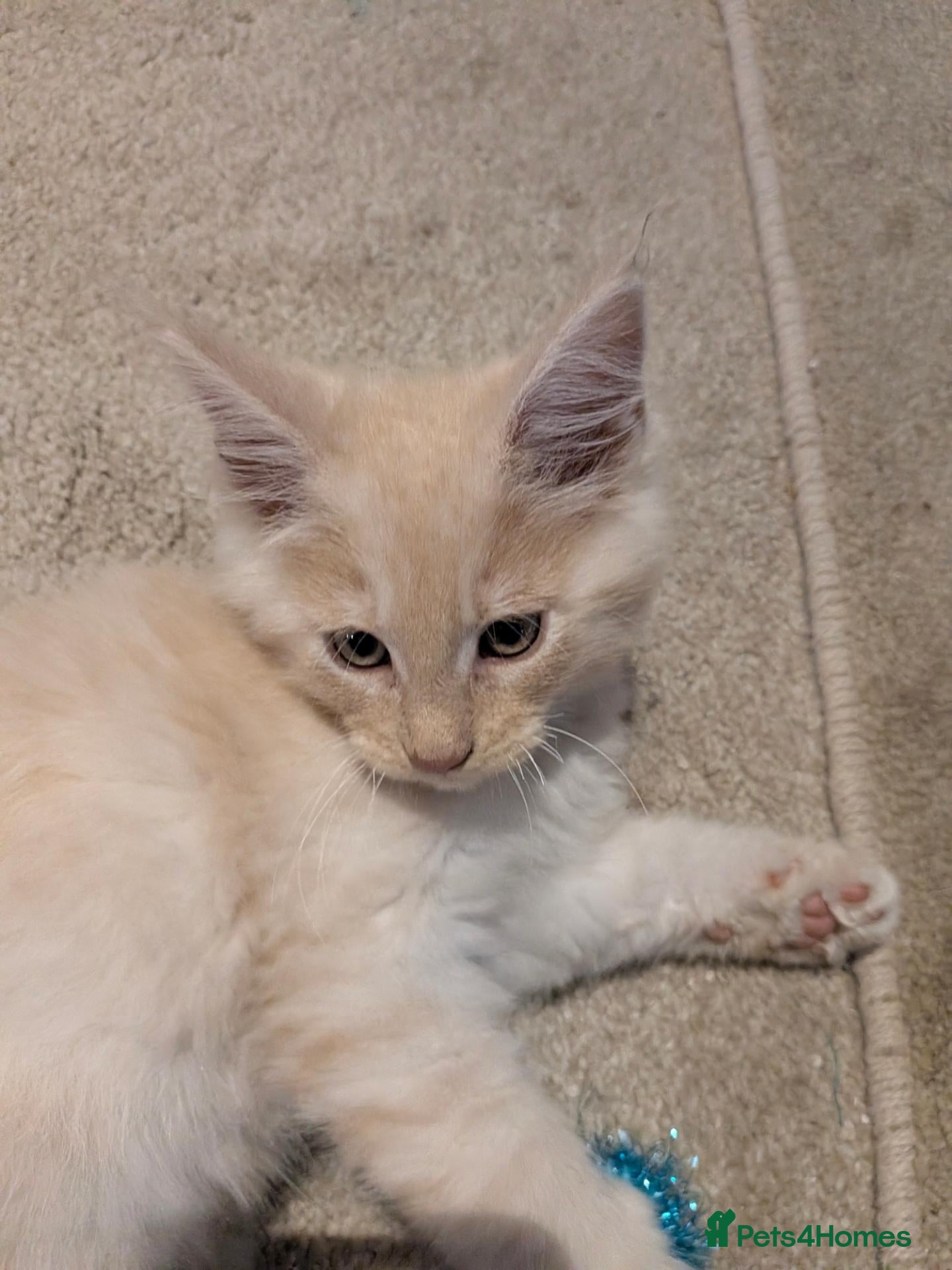 Maine Coon cats Last one-Beautiful Fluffy Maine coon kitten - male - Advert 1