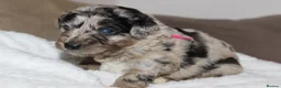 Australian Shepherd dogs for sale: Aussiedoodle puppies F1 health tested parents  - Advert 15
