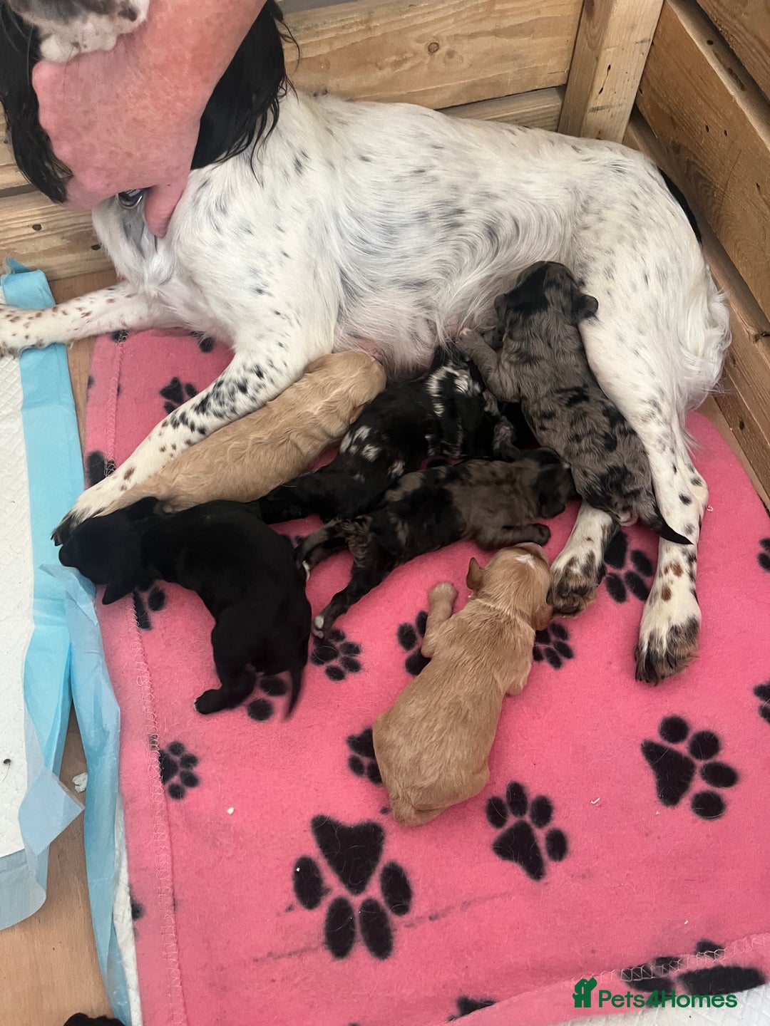 Cockapoo dogs for sale: Cockapoo Puppies - Image 7