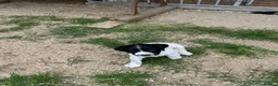 Sprocker dogs for sale: Exceptionally well bred sprocker pups - Advert 2
