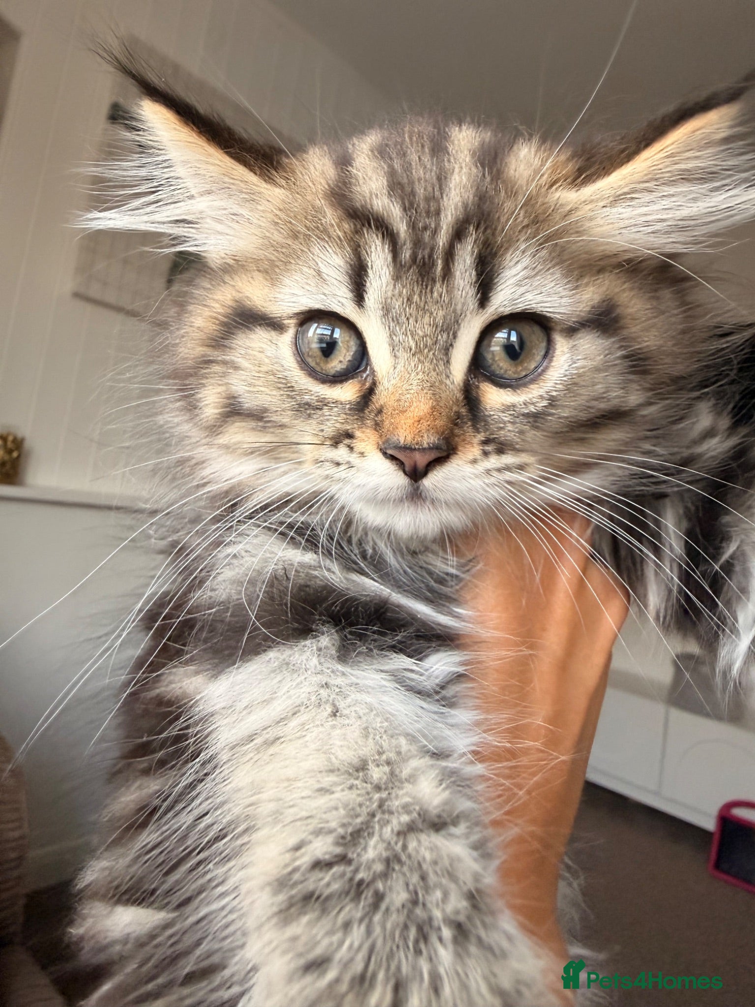 Scottish Fold cats One fluffy boy left - Advert 2