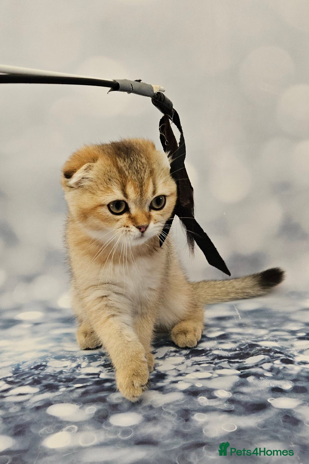 British Shorthair cats for sale: Excellent Scottish straight and fold kittens - Image 29