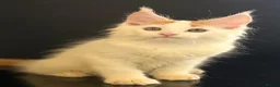 Maine Coon cats for sale: Beautiful maine coon kittens - Advert 19