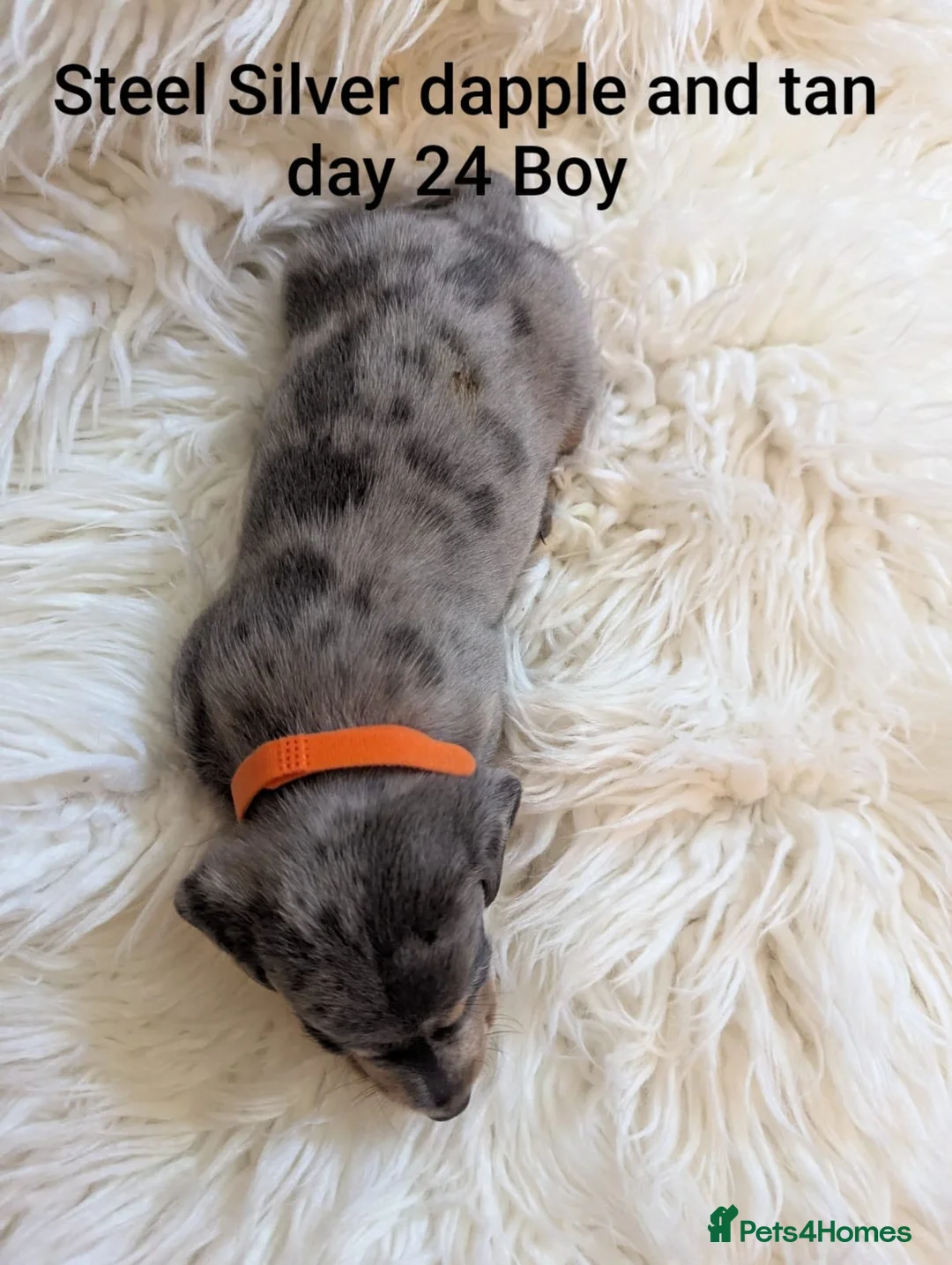 Miniature Dachshund dogs for sale: KC Reg Mini Dachshund Puppies –Loving Homes Only!  - Advert 14