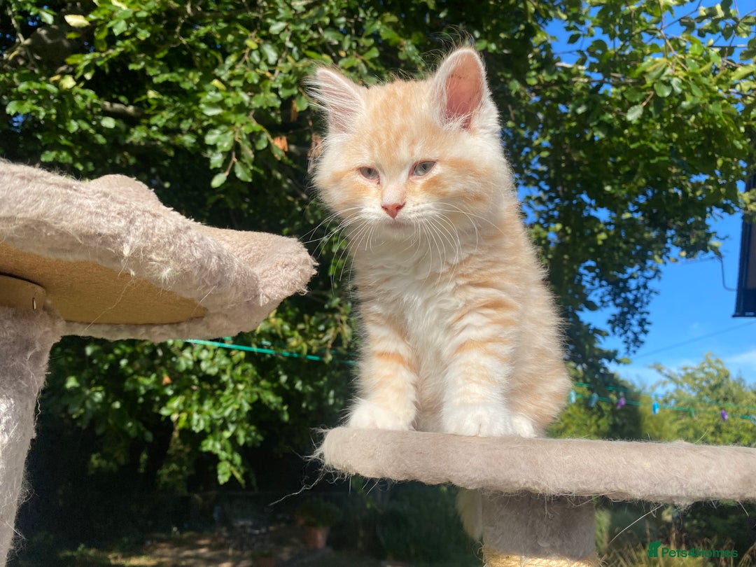 Siberian cats for sale: x5 Adorable Pure Siberian Kittens to re-home😻 - Image 2