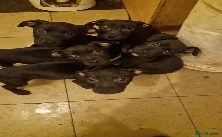 Mixed Breed dogs - Advert 14