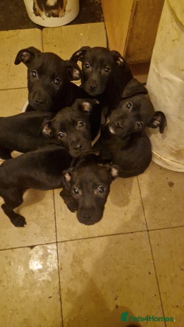 Mixed Breed dogs - Advert 14