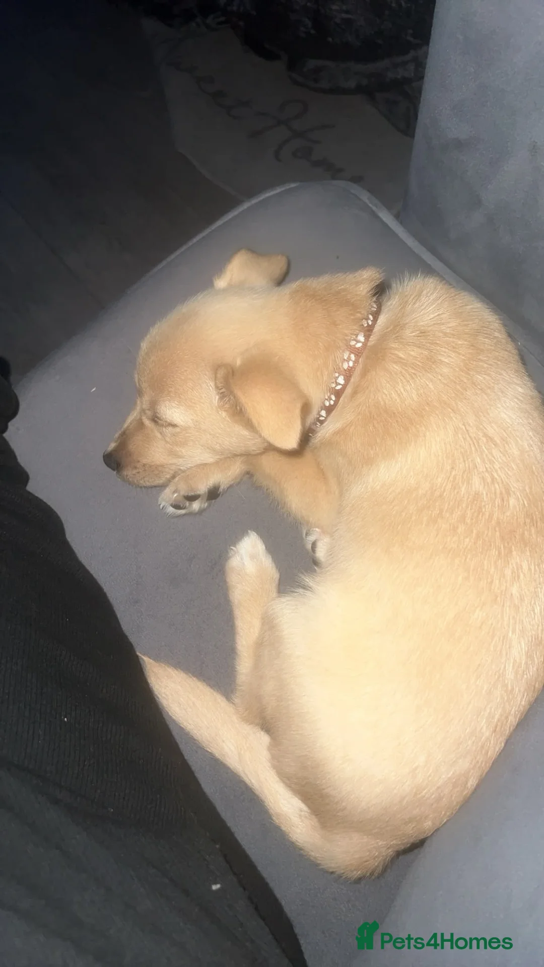 Jackapoo dogs for sale: Jackapoo in Wigston - Advert 2