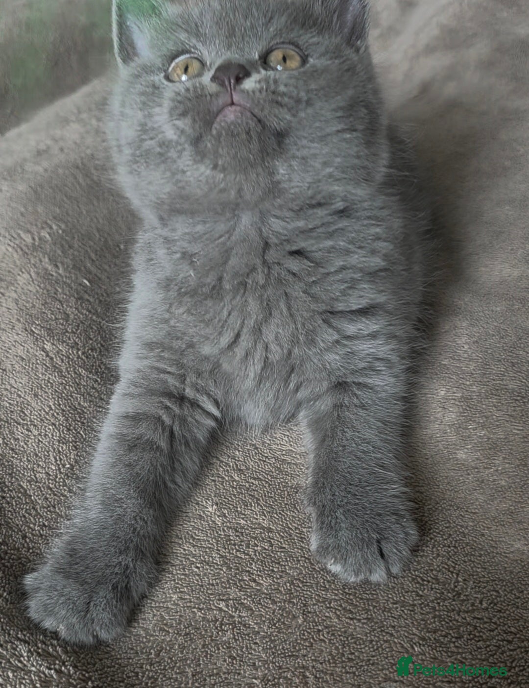 British Shorthair cats 2 boys Left - Advert 2