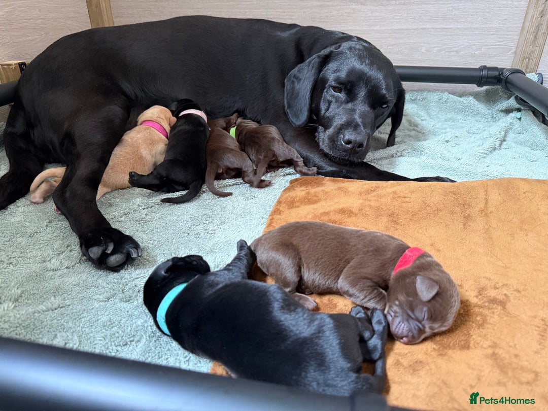 Labrador Retriever dogs for sale: KC Registered Lab pups ready for reserving - Image 10