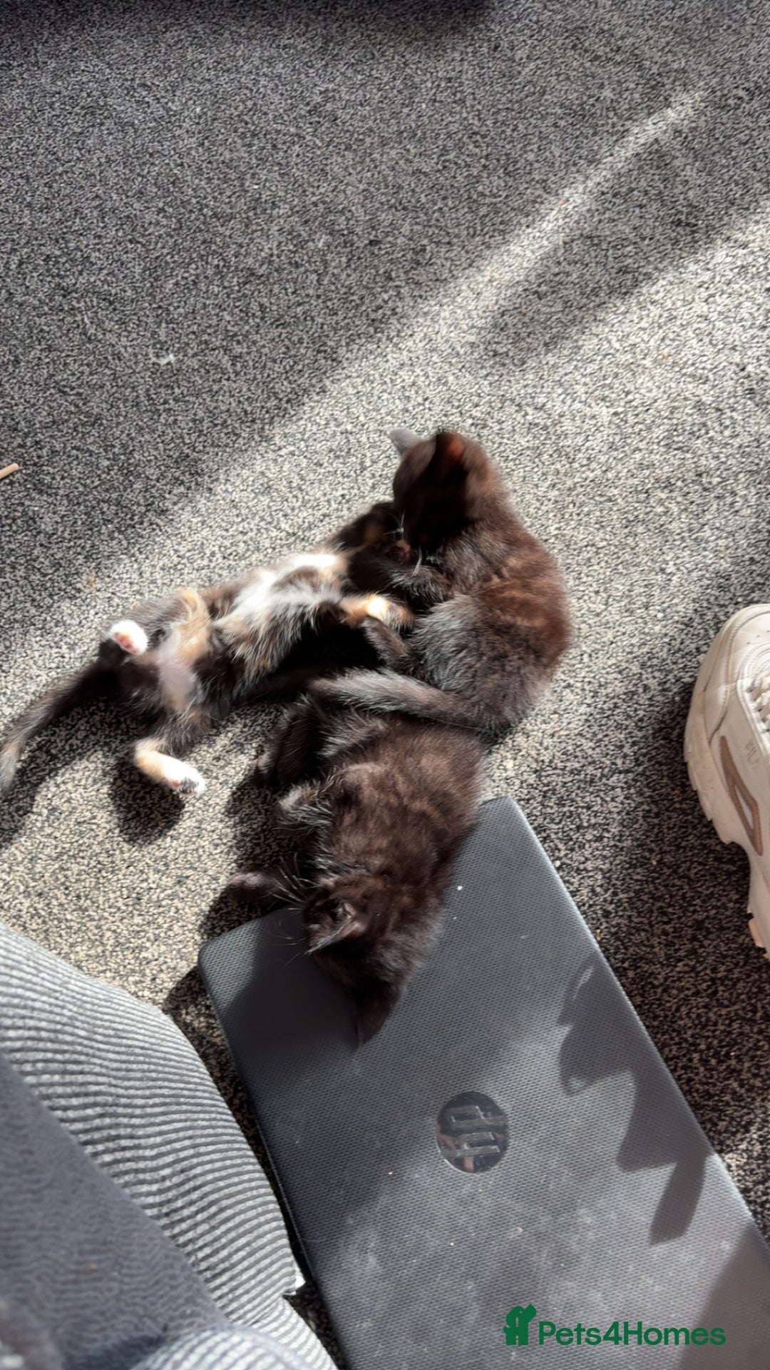 Mixed Breed cats for sale: 4 kittens for sale  - Image 1