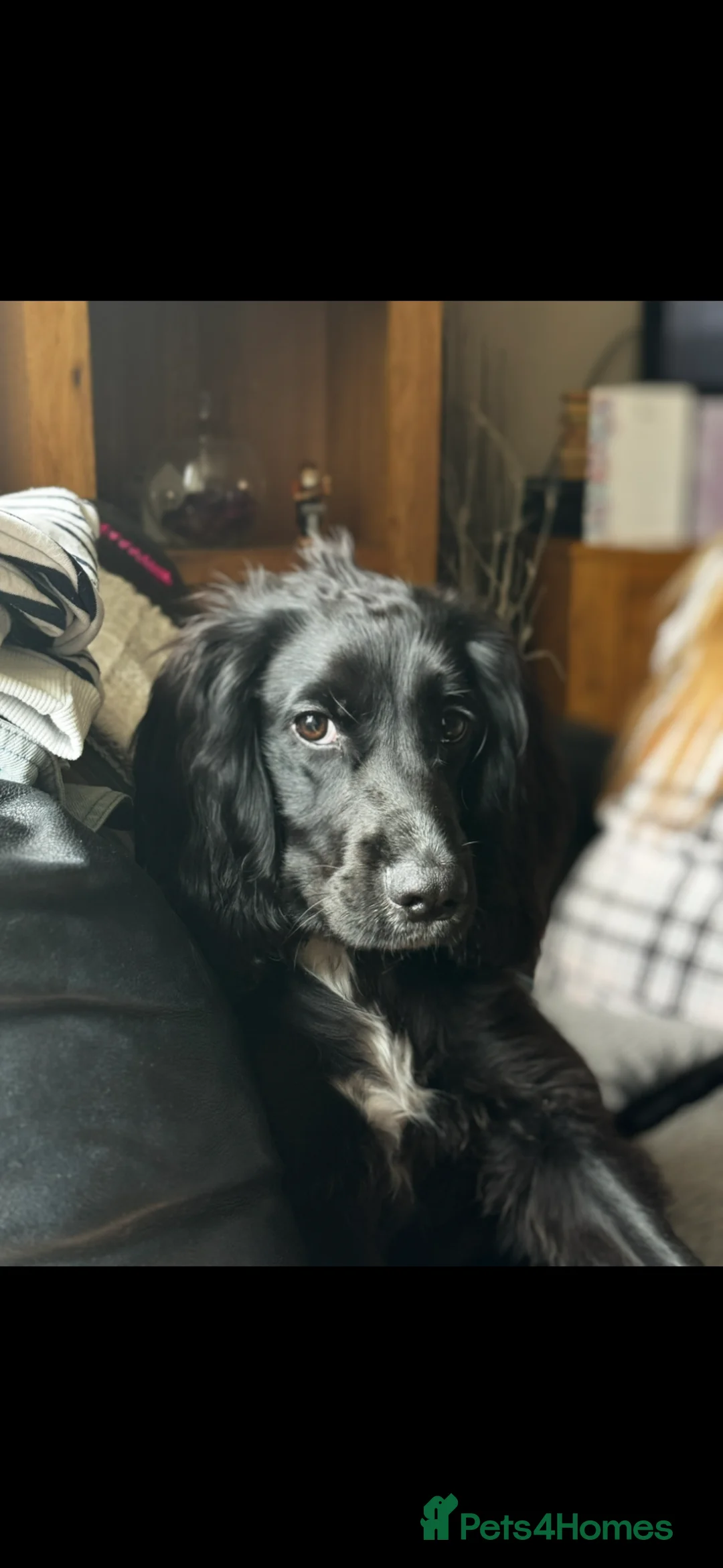 Mixed Breed dogs for sale: Zero Needs Rehoming - Advert 3