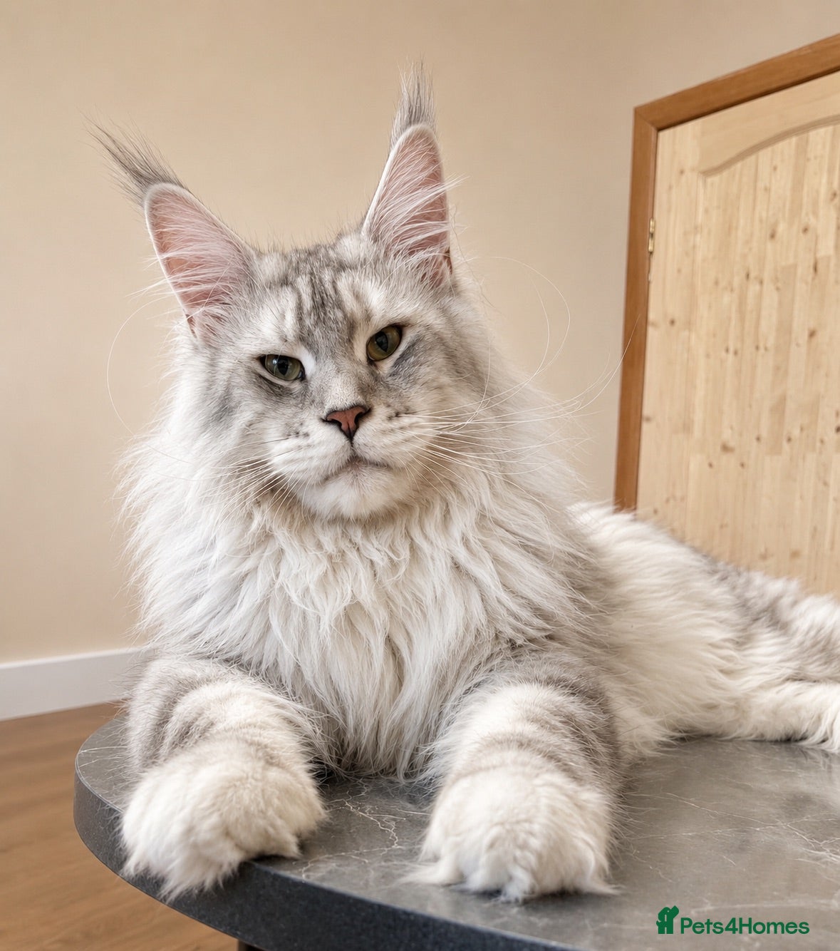 Maine Coon cats Exceptional CHAMPION Russian import - FOR STUD! - Advert 14